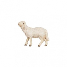 801254 Schaf
